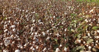 وزارة الزراعة تتابع زراعات القطن بكفر الشيخ ومؤشرات ممتازة للموسم الجديد