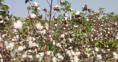 بحوث القطن: طفرة فى معدلات زراعة «الذهب الأبيض» وتوقعات بموسم استثنائى