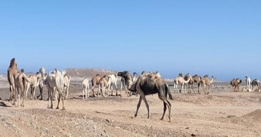 عمرك سمعت عن صلاة الأبل؟ كَمتيت سليلت طقس سنوى فى حلايب وشلاتين.. صور