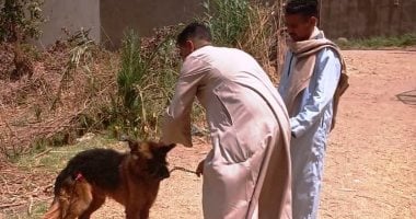 الحبس 6 أشهر وغرامة لا تزيد على مليون جنيه عقوبة التعدى على الغير بالكلاب