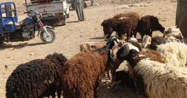 لو هتضحى.. معلومات مهمة لازم تعرفها من داخل سوق أسوان للأغنام والخراف