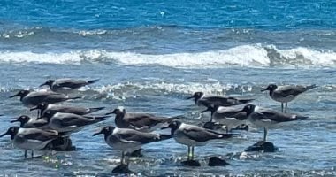 مشاهد مذهلة على شواطئ الغردقة.. آلاف الطيور المهاجرة تحط في البحر الأحمر.. المحميات الطبيعية والجزر البحرية تؤمّن الرحلات الطويلة وتوفر غذاءها.. وظهور كثيف للقلق الأبيض والنورس والخطاف والنسور.. صور