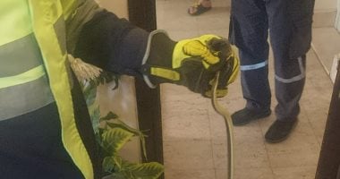 الحماية المدنية تسيطر على ثعبان داخل شقة فى التجمع.. فيديو وصور