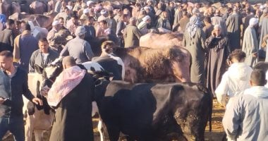 ما أفضل وقت لذبح الأضحية؟. دار الإفتاء تجيب