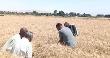 موسم القمح يتصدر المشهد الزراعى فى محافظة الأقصر بعد 20 يوما على بداية التوريد.. بدء أعمال التوريد والغرس الربيعى لـ975 فدانا بمحصول قصب السكر.. ووزارة الزراعة تدعم المزارعين بحقول إرشادية وندوات متنوعة.. صور