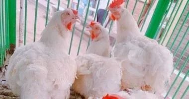 سعر كيلو الفراخ بالقليوبية السبت 16 ـ 5 – 2026.. البيضا بـ79 جنيها للكيلو