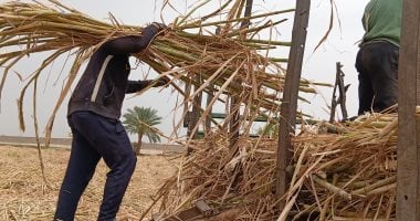 وحوش القصب.. رجالة بقلوب من حديد يحفظون شقي المزارعين من الضياع