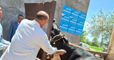 بيطرى كفر الشيخ: تحصين 96 ألفا و980 رأس ماشية ضد الحمى القلاعية والوادى المتصدع