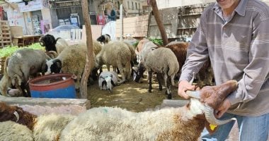 أضاحي العيد.. رواج فى حركة البيع بسوق الخراف بالإسكندرية.. فيديو وصور