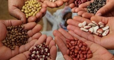 قانون الزراعة يضع ضوابط للاتجار فى التقاوى لضمان جودة البذور