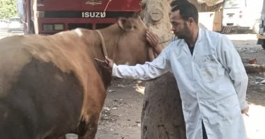 تحصين 170 ألف رأس ماشية وتعقيم 1254 كلبا حرا ضمن جهود الطب البيطرى فى الجيزة
