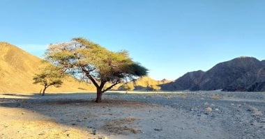 وادى حلوس.. متحف مفتوح للطبيعة الخلابة فى قلب الصحراء الشرقية.. يحتوى على رسومات ما قبل التاريخ وأشجار الأكاسيا تنمو بمجرى السيول به.. ويمنح الرعاة ملاذا آمنا أثناء رحلاتهم بين الدروب الجبلية.. صور