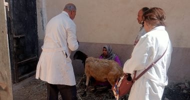 تحصين 111 ألفا و270 رأس ماشية ضد الحمى القلاعية والوادى المتصدع بالفيوم