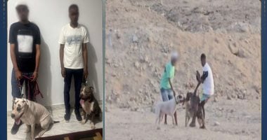 القبض على شابين أطلقا كلاب الحراسة لتمزق كلباً ضالاً “بداعي التسلية”