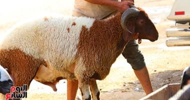 دار الإفتاء تحسم الجدل حول حكم ذبح الأضحية العشار