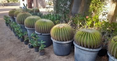 مزرعة صبار بقرية الجبيل فى طور سيناء تضم 250 نوعا وتخدم القطاع السياحى.. صور