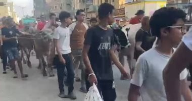 زفة الأضاحي تجوب شوارع عزبة البرج بدمياط.. فرحة العيد تسبق أيام النحر.. فيديو