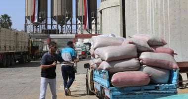استلام 247 ألف طن قمح محلي بالصوامع والشون ببنى سويف