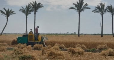 ماكينات الدراسة تؤكد نجاح موسم حصاد القمح فى دمياط وتعكس فرحة خاصة للمزارعين