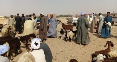 إقبال ملحوظ من المواطنين بأسوان شراء الخراف قبل عيد الأضحي.. صور