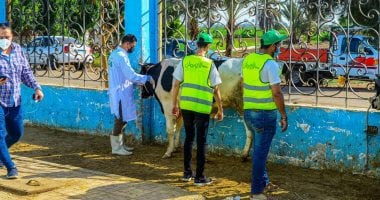الأورمان تعلن ذبح 2000 عجل غدا وتوزيع اللحوم على الأسر الأولى بالرعاية
