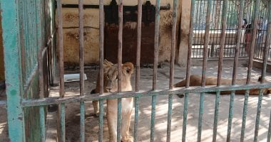 ملك الغابة وجوز الاتنين.. زئير فرج يزيد عائلة الأسد إقبال أكثر بحديقة حيوان الإسكندرية