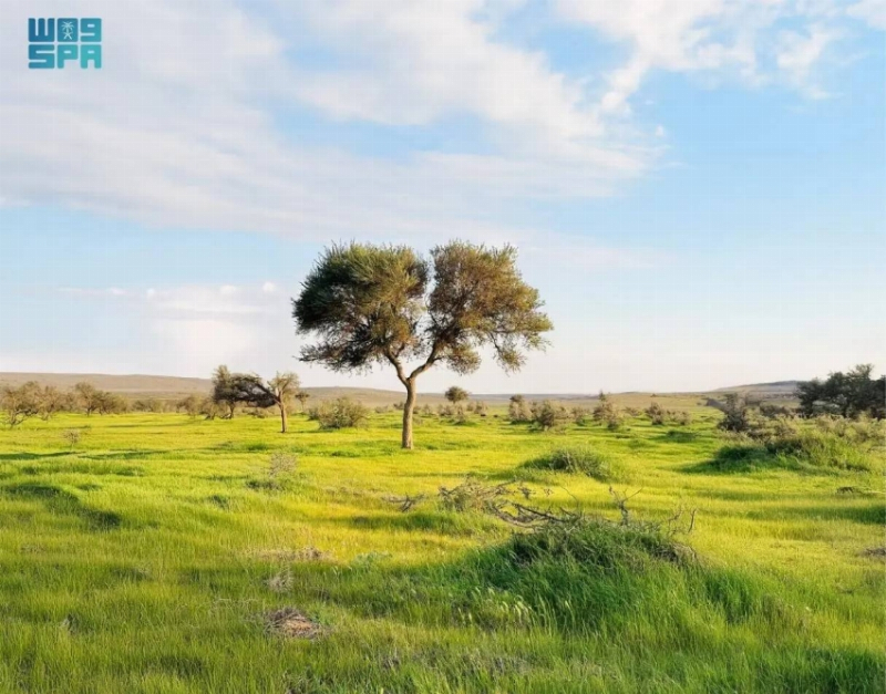 ربيع محمية الإمام تركي بن عبدالله الملكية يرسم لوحات طبيعية بديعة