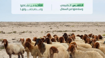 “البيئة”: مراعاة الإرشادات الصحية والبيطرية لاختيار الأضاحي تعزّز جودة لحومها وتحمي الصحة العامة