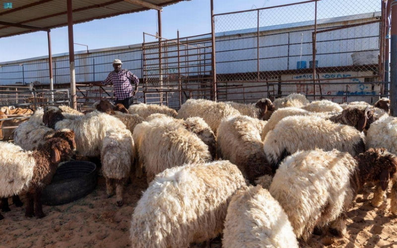 وفرة وتنوع في الأضاحي بأسواق المواشي في الجوف