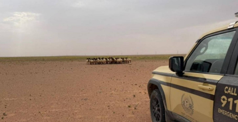 ضبط مواطن خالف نظام البيئة بالرعي في “محمية الملك عبدالعزيز”