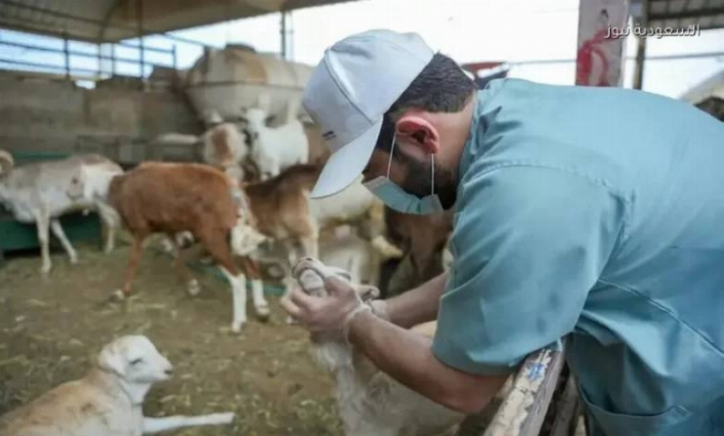 بيئة الرياض: الإشراف على أكثر من 150 ألف رأس من الأنعام