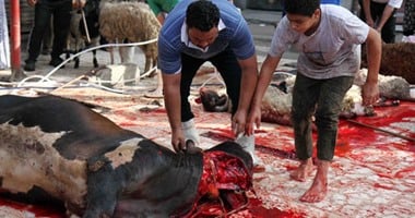 ما الدليل على مشروعية الأضحية؟..دار الافتاء تجيب