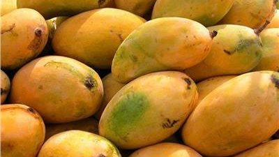 المانجو في خطر.. تحذيرات من تأثير التقلبات الجوية على المحاصيل الزراعية