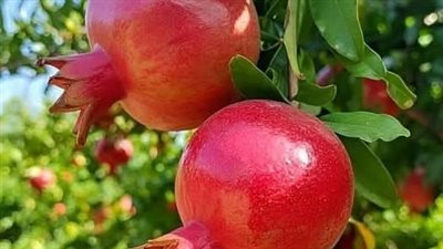 صادرات مصر الزراعية بلغت 11.5 مليار دولار