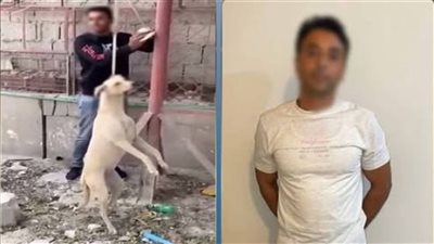 واقعة قديمة بدولة عربية.. تفاصيل ربط كلب بعمود إنارة حتى نفوقه