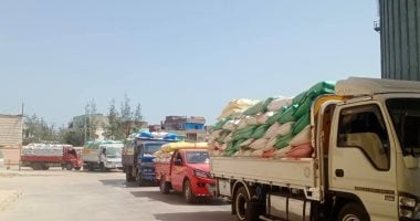 توريد 649 ألف و307 طن من محصول الذهب الأصفر فى الشرقية
