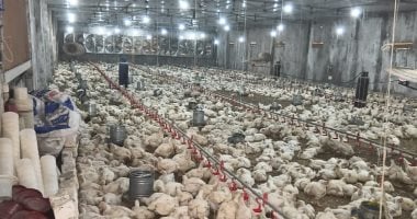 معهد بحوث الإنتاج الداجنى: نمو الدواجن مرتبط بالطفرات الجينية