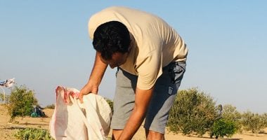 موسم الشوي في بادية سيناء.. طقوس تراثية تبدأ مع أمطار الصيف شمال (صور)