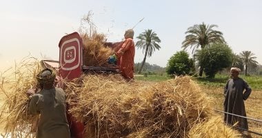 أسوان تعيش في موسم الخير.. اكتمال صوامع قمح الراجحي وإدفو.. صور