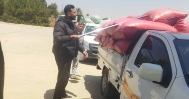 استلام 309 ألف طن قمح محلى بصوامع وشون بني سويف
