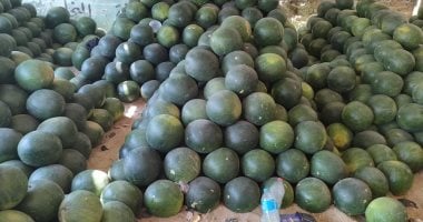 البطيخ على كل لون بشوادر الغربية والأسعار تبدأ من 10 لـ 70 جنيها.. صور