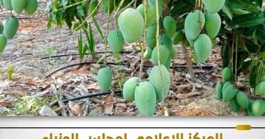 الحكومة توضح حقيقة فيديو يزعم غياب الرقابة على استخدام مواد كيميائية بالفاكهة