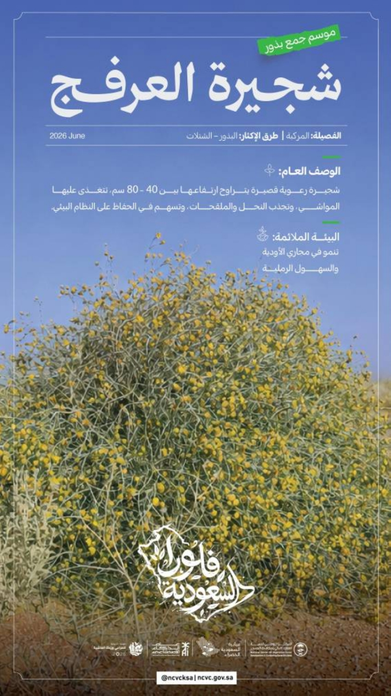 انطلاق موسم جمع بذور العرفج تعزيزًا لجهود تنمية الغطاء النباتي