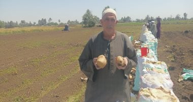 حصاد الخير فى غيطان المنوفية لمحصول البطاطس.. صور