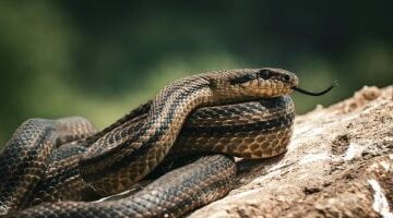 اختبأ فى طرد لأمازون.. ثعبان يلدغ طفلة أمريكية 3 سنوات فى ولاية كاليفورنيا