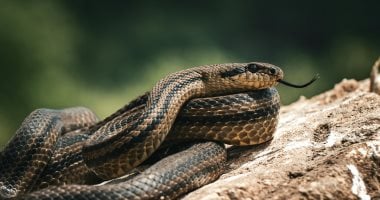 اختبأ فى طرد لأمازون.. ثعبان يلدغ طفلة أمريكية 3 سنوات فى ولاية كاليفورنيا