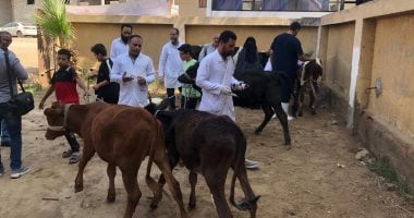 “بيطري الفيوم”: تحصين 49657 رأس ماشية ضد مرض الحمى القلاعية