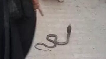 أكثر من 5 حوادث لدغ خلال يوليو.. الأسباب الكاملة لانتشار الثعابين