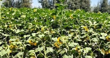 لب العباد.. يمكث فى الأرض 90 يوما ويحقق هامش ربح مرضى لمزارعى الشرقية