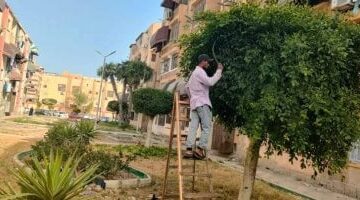 بورسعيد تُوسّع رقعتها الخضراء.. تنفيذ مبادرة 100 مليون شجرة في كل الأحياء بالمحافظة